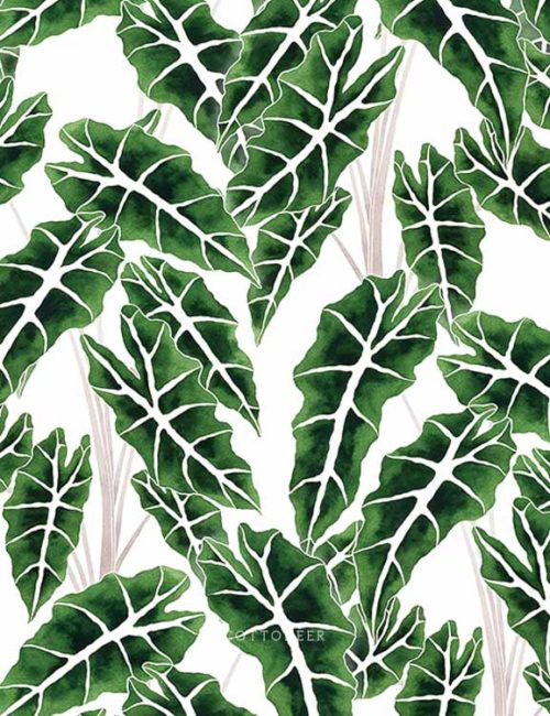 alocasia-modern-botanicals-by-living-pattern